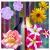 Passion des fleurs de l'art de l'amour
